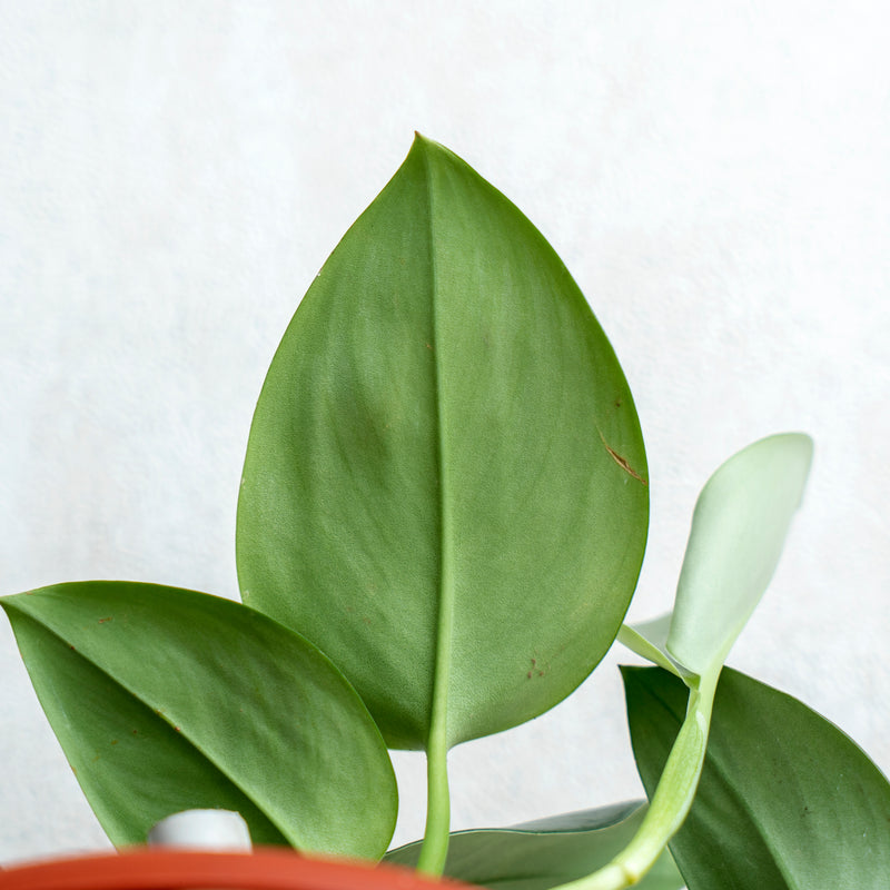 Scindapsus Moonlight