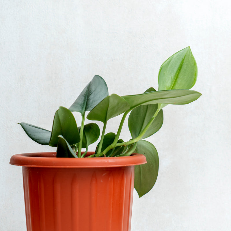 Scindapsus Moonlight