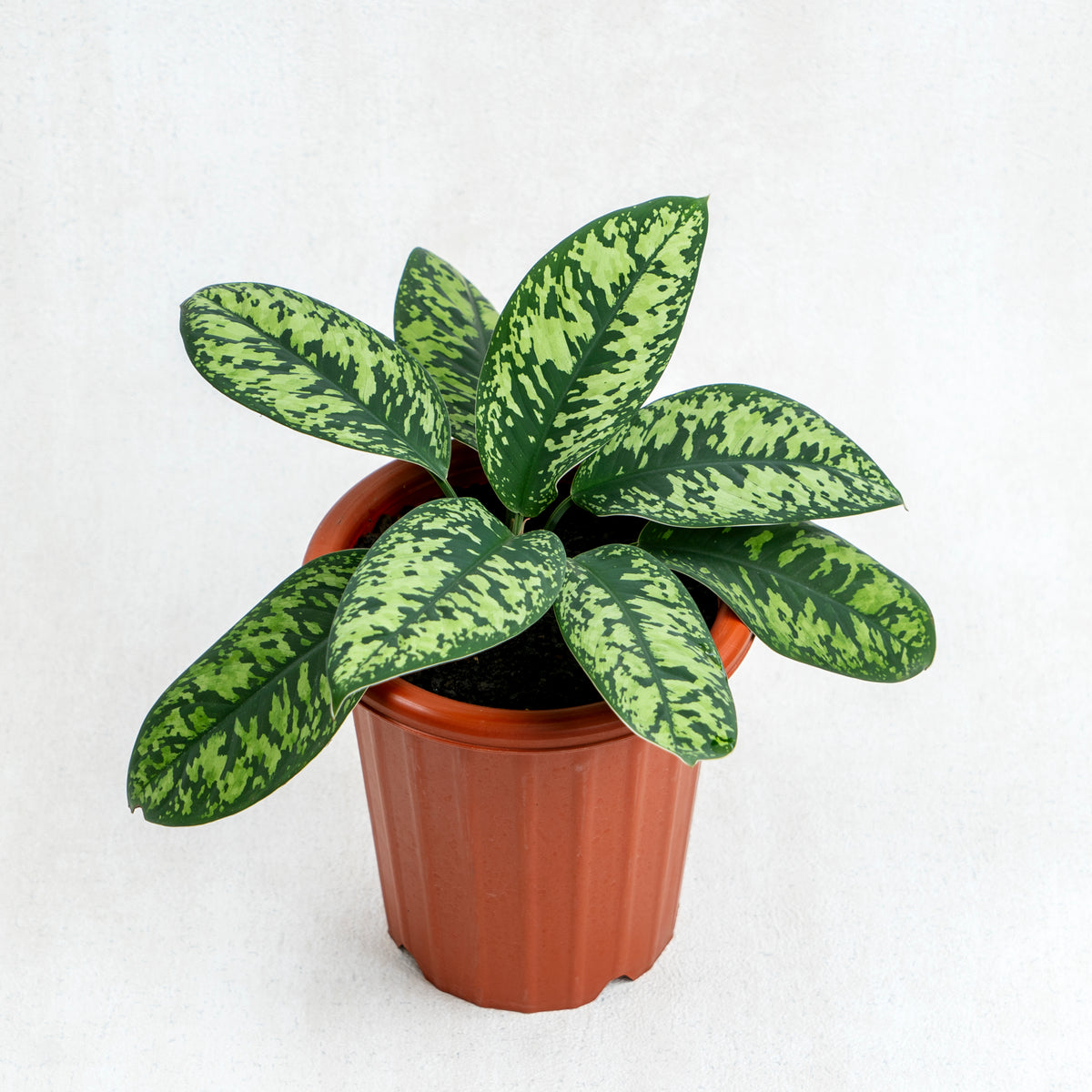 aglaonema army Homalomena Army — Aroidasia