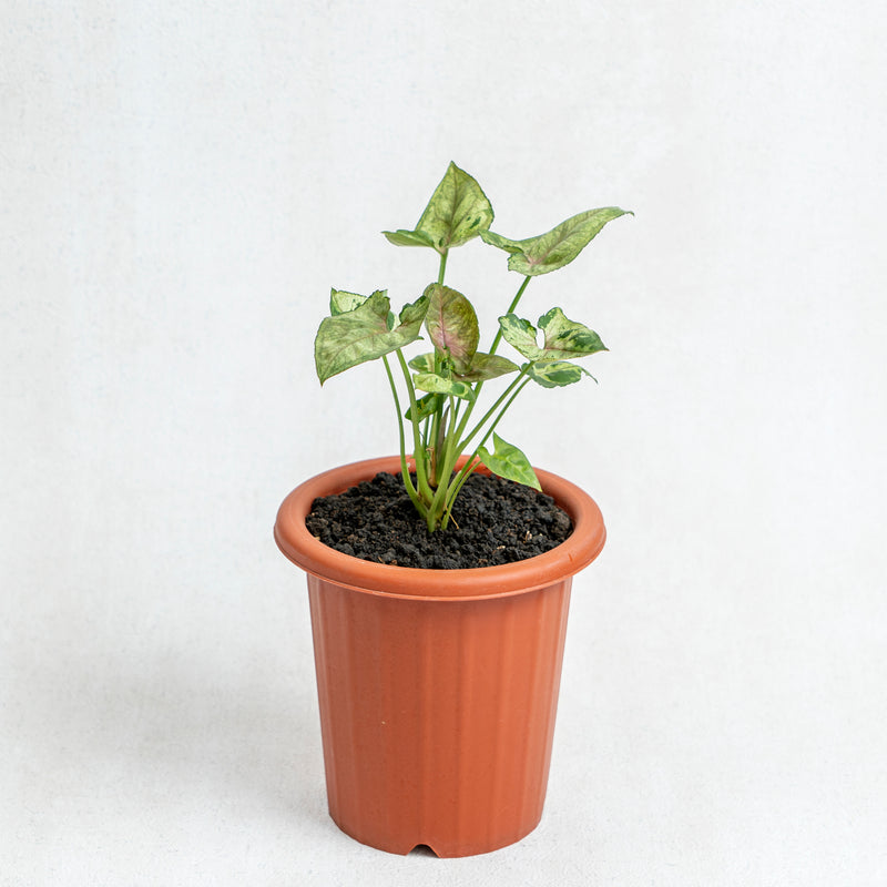 Syngonium Allusion Mini