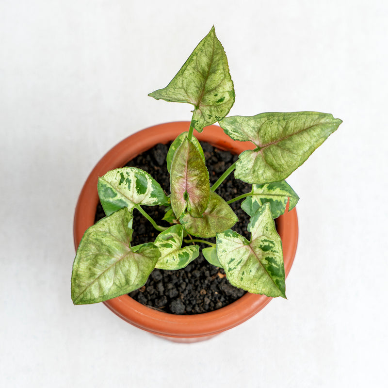 Syngonium Allusion Mini