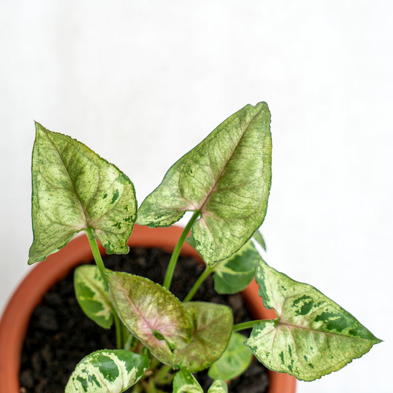 Syngonium Allusion Mini