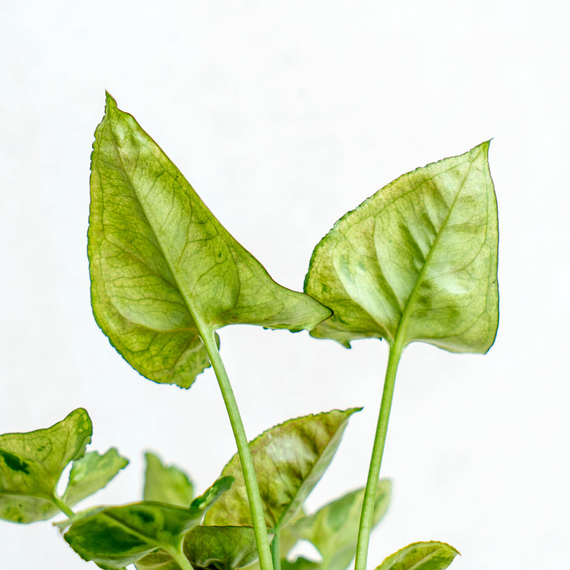 Syngonium Allusion Mini