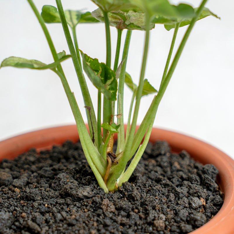 Syngonium Allusion Mini