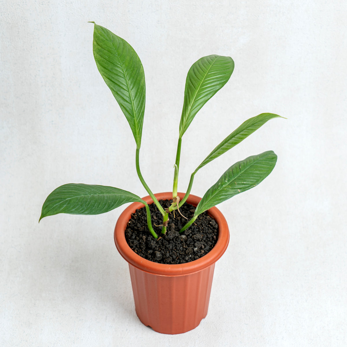snake plant twisting Snake Plant