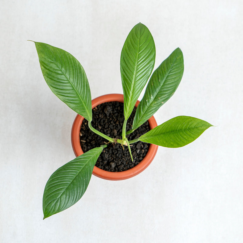 Philodendron Lynette