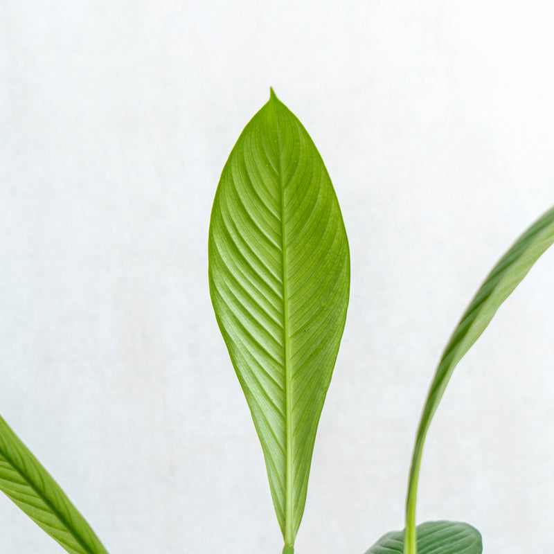 Philodendron Lynette