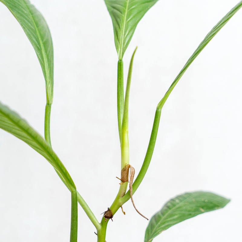 Philodendron Lynette