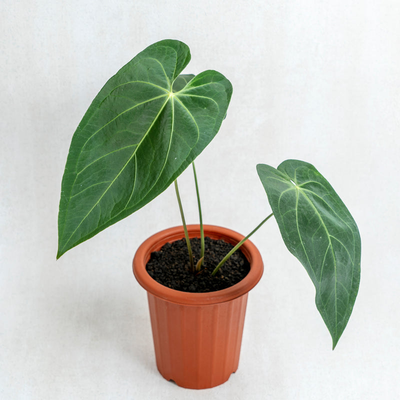 Anthurium Magnificum Verde