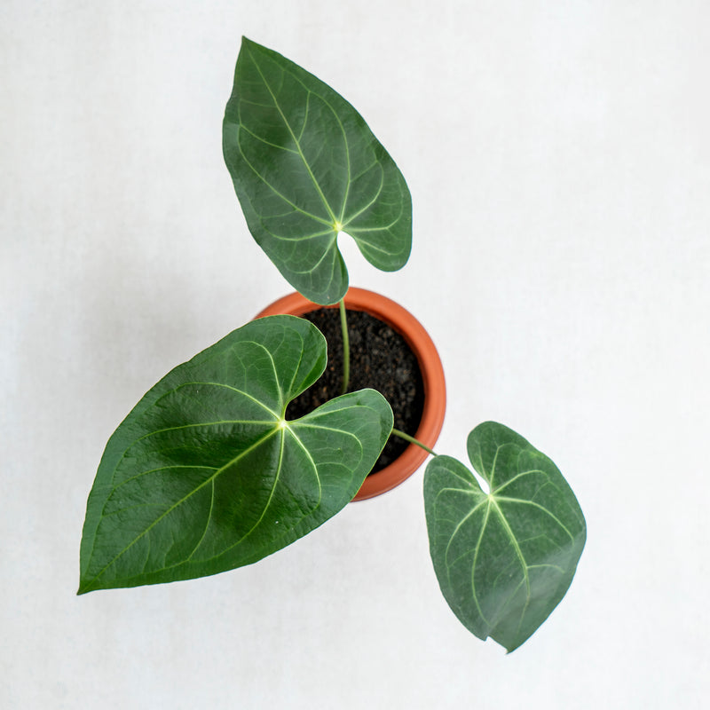 Anthurium Magnificum Verde