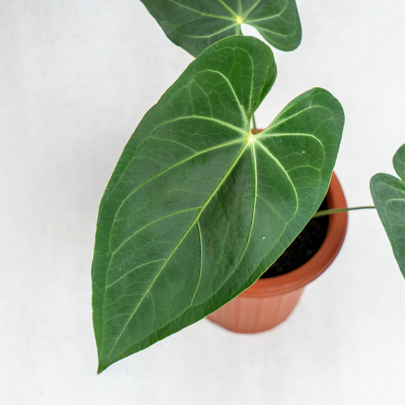 Anthurium Magnificum Verde