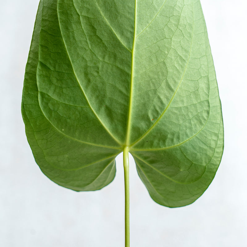 Anthurium Magnificum Verde