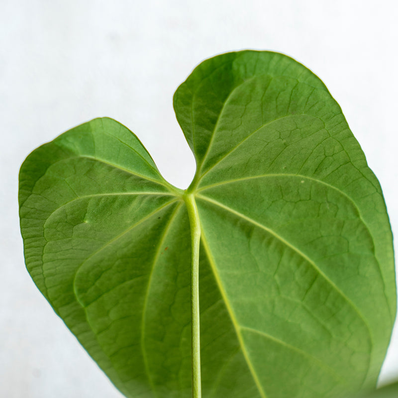 Anthurium Magnificum Verde