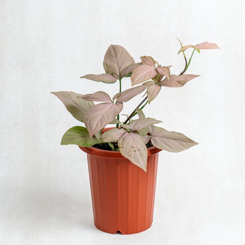 Syngonium Pink