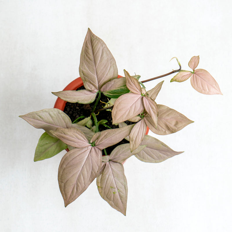 Syngonium Pink