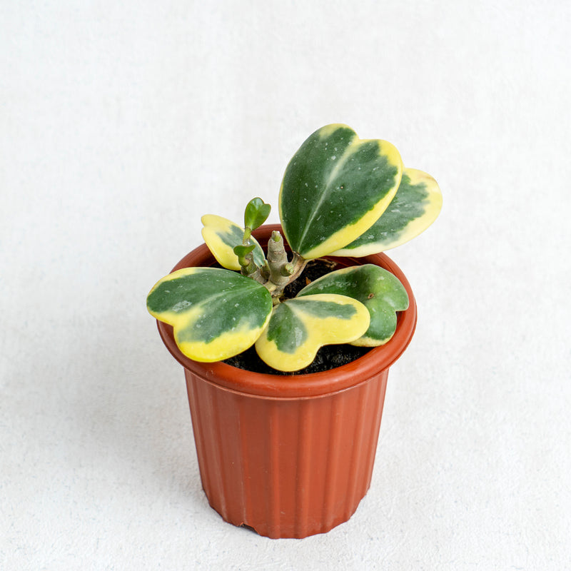 Hoya Kerrii Variegated