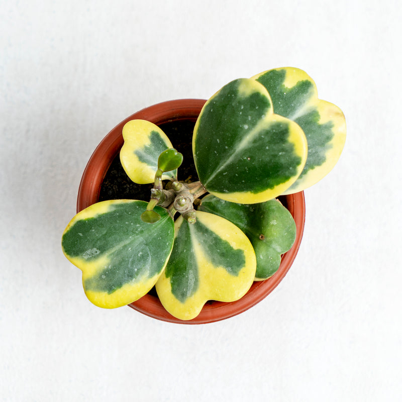 Hoya Kerrii Variegated