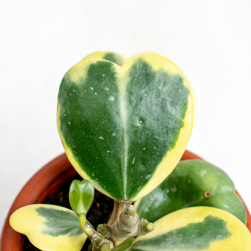 Hoya Kerrii Variegated