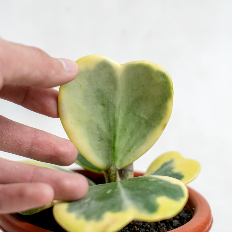 Hoya Kerrii Variegated