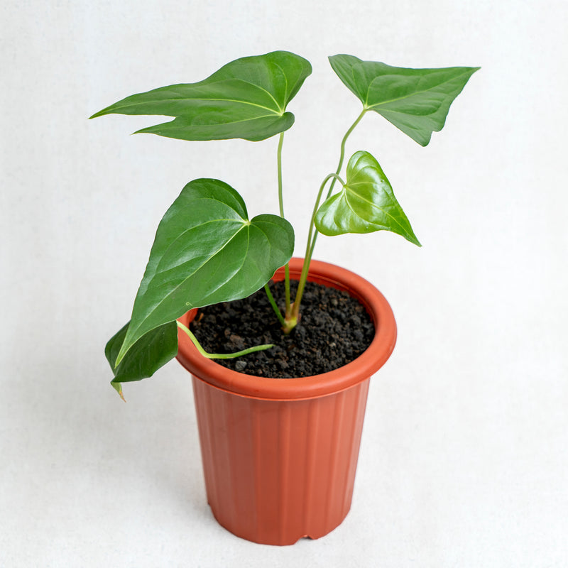 Anthurium Pedatoradiatum