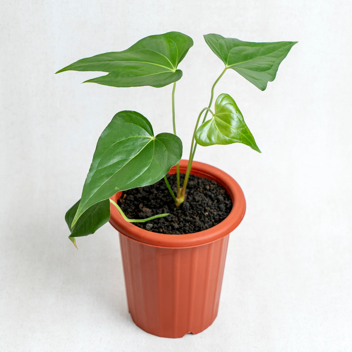 anthurium pedatoradiatum indoors Anthurium Pedatoradiatum — Aroidasia
