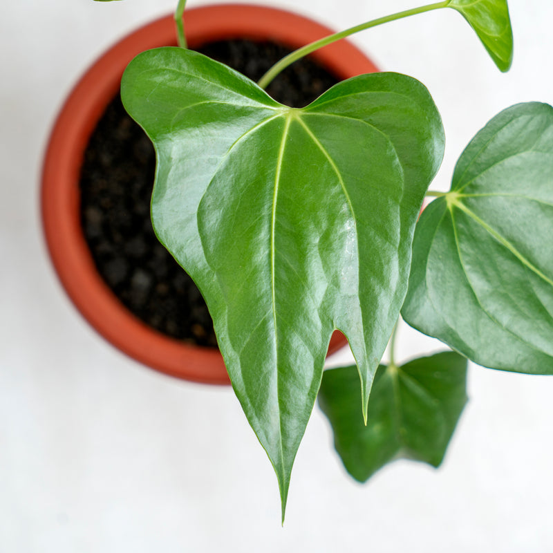 Anthurium Pedatoradiatum