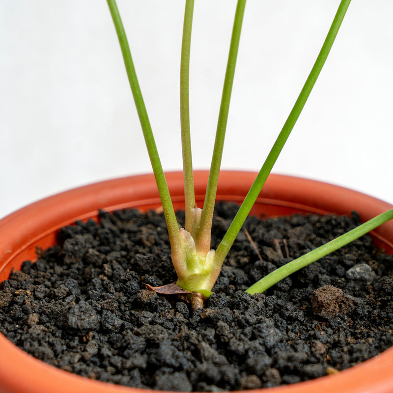 Anthurium Pedatoradiatum