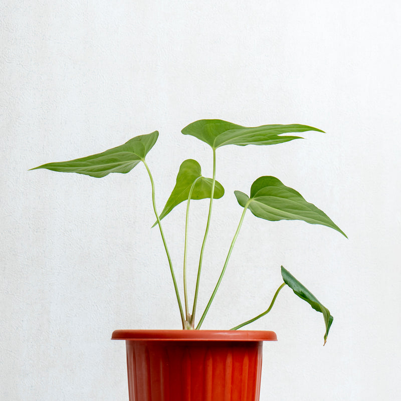 Anthurium Pedatoradiatum