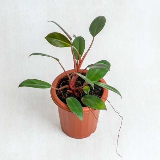 philodendron compactum Philodendron Compact Congo — Aroidasia