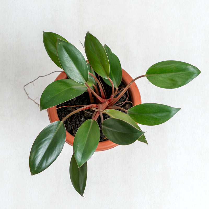 Philodendron Compact Congo