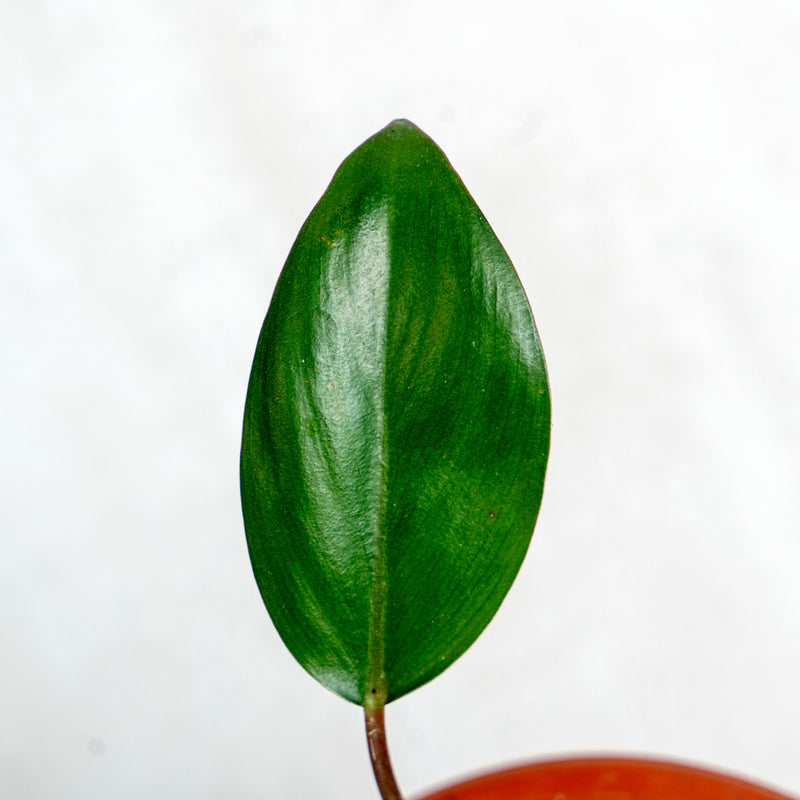 Philodendron Compact Congo