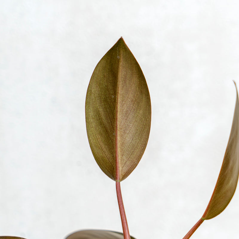 Philodendron Compact Congo