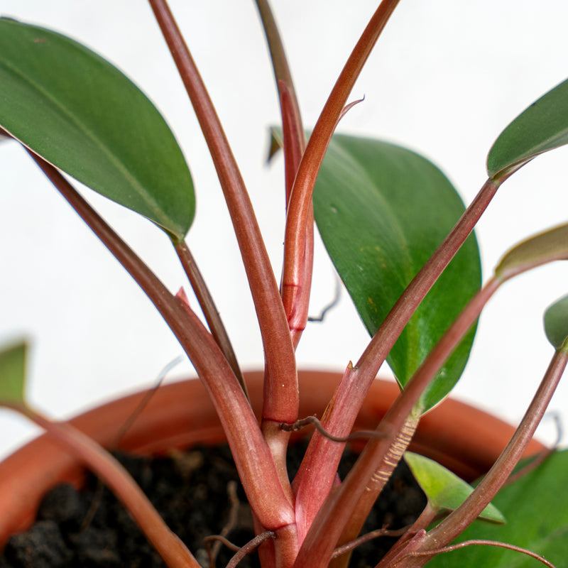 Philodendron Compact Congo