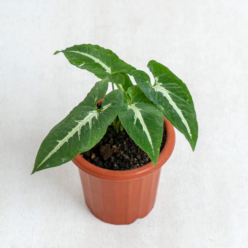 Syngonium Wendlindii