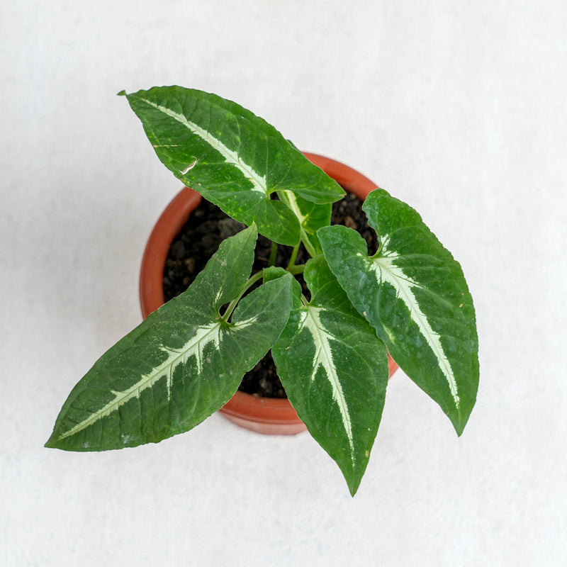 Syngonium Wendlindii