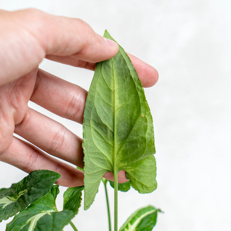 Syngonium Wendlindii