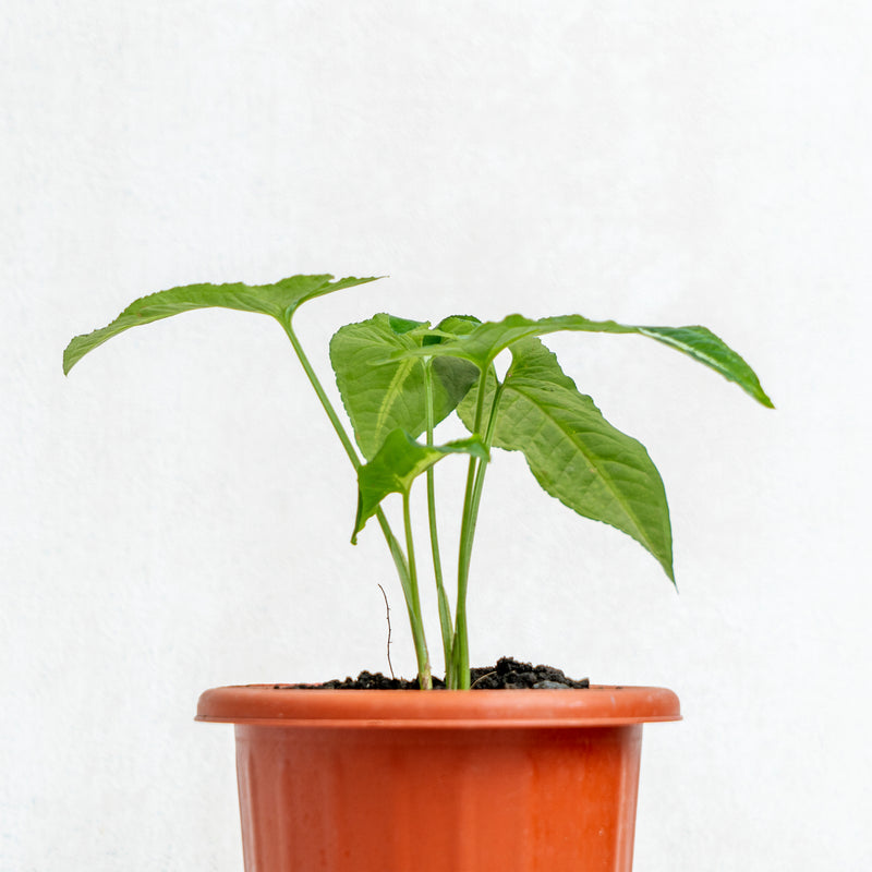 Syngonium Wendlindii