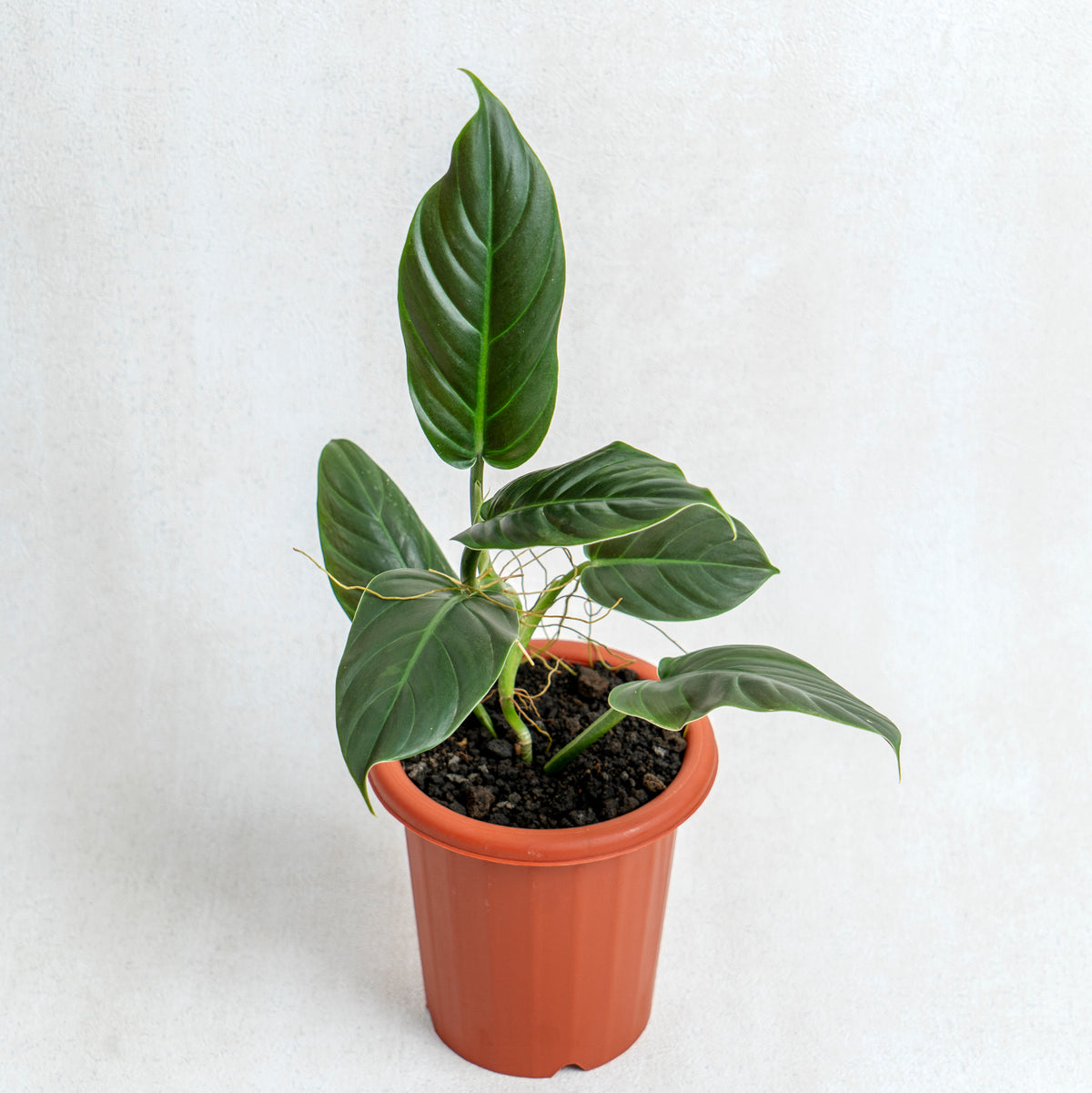 subhastatum philodendron price Philodendron Subhastatum — Aroidasia