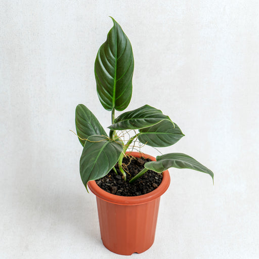 subhastatum philodendron Philodendron Subhastatum — Aroidasia