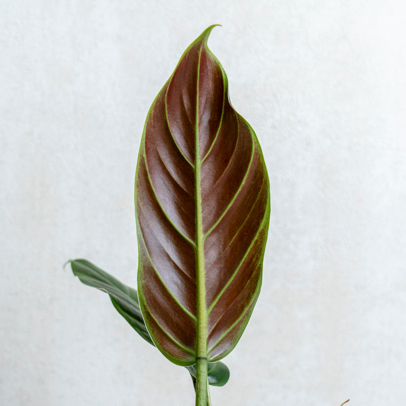 Philodendron Subhastatum