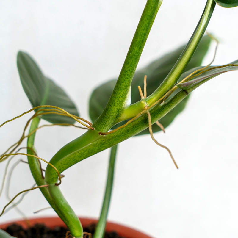 Philodendron Subhastatum