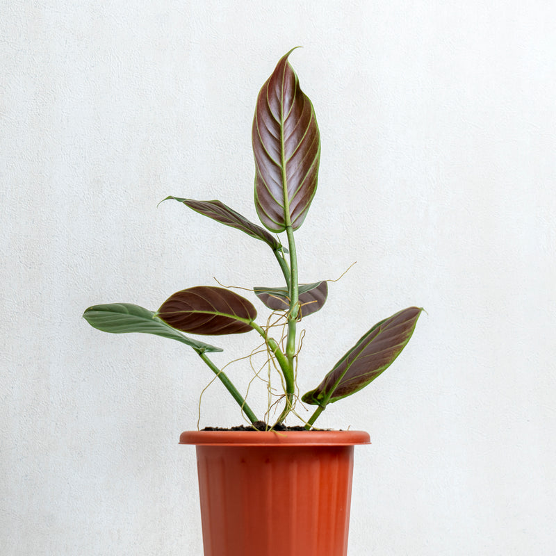 Philodendron Subhastatum