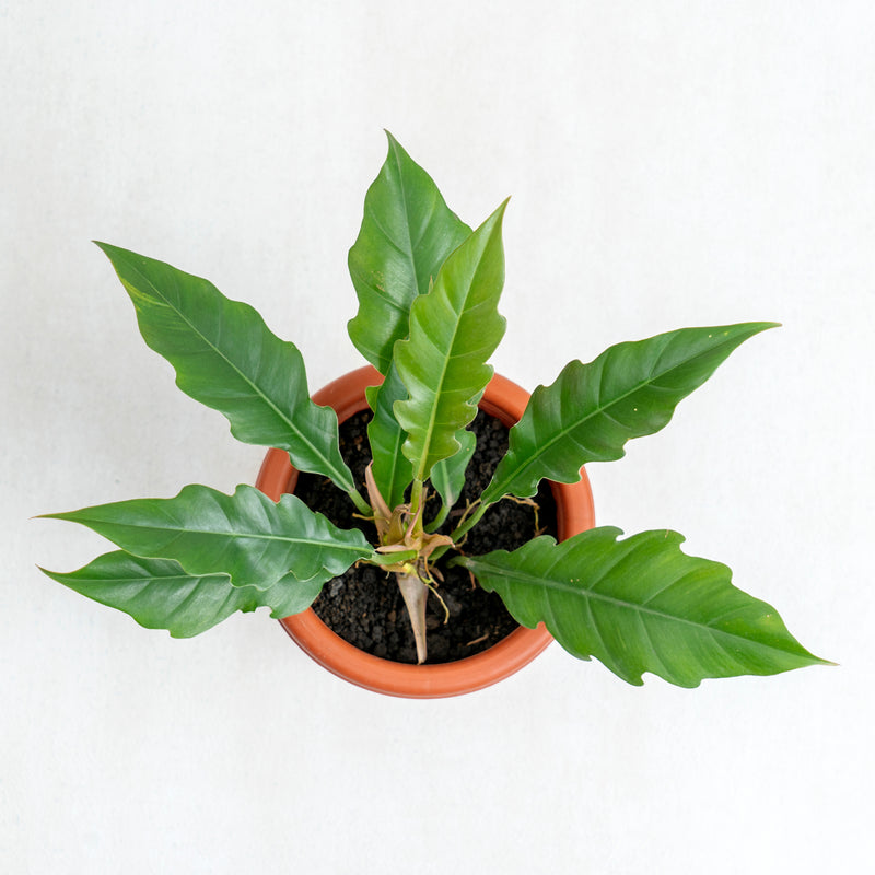 Philodendron Jungle Boogie