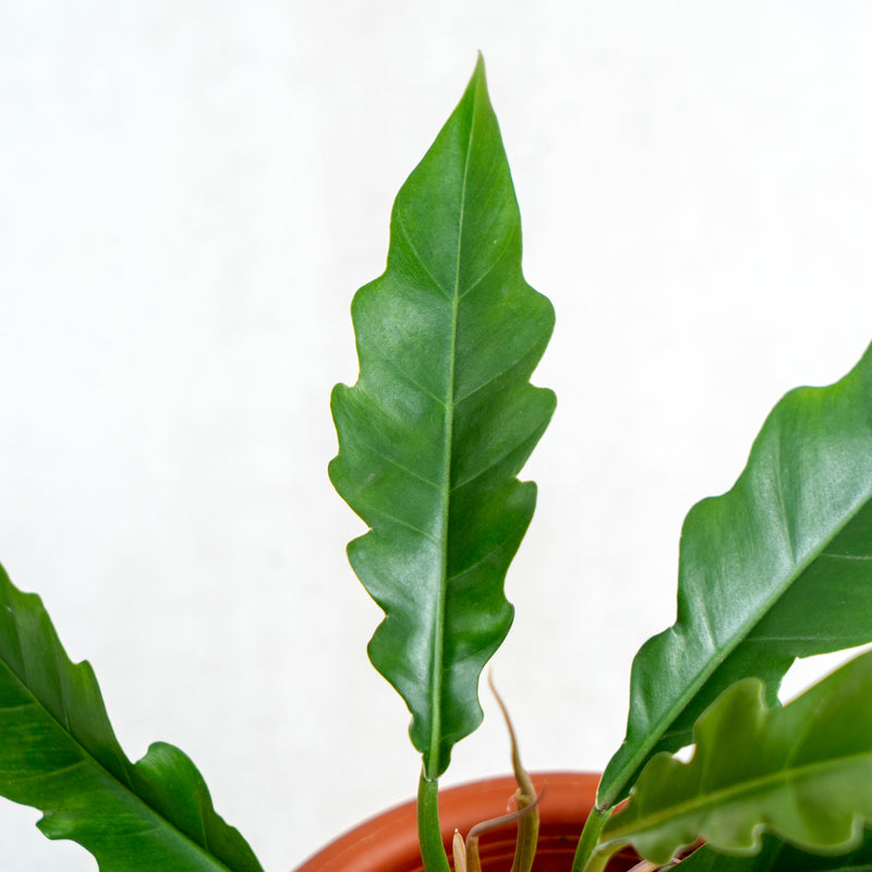 Philodendron Jungle Boogie