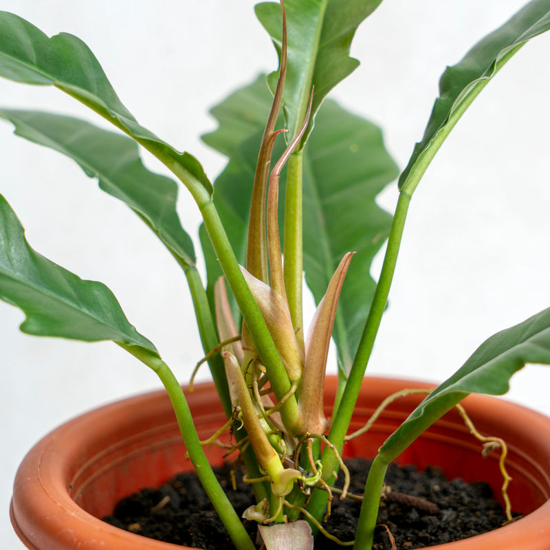 Philodendron Jungle Boogie