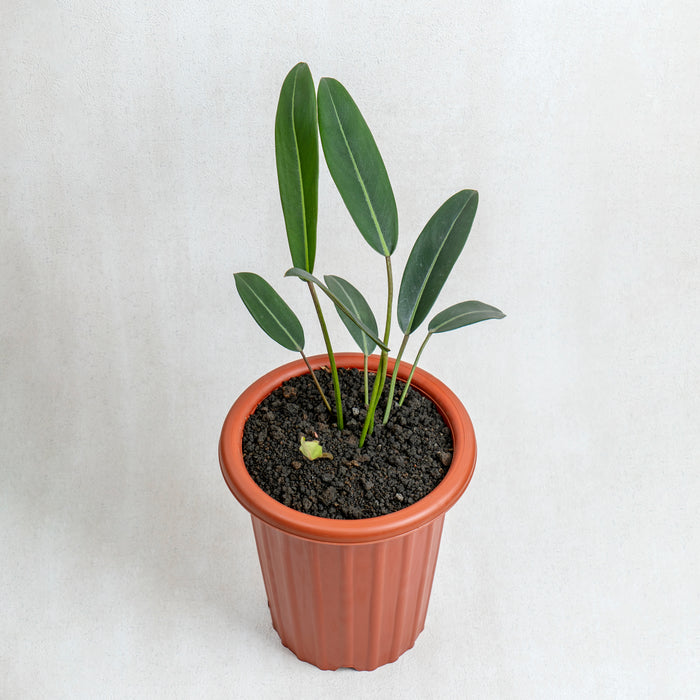 Philodendron Callosum