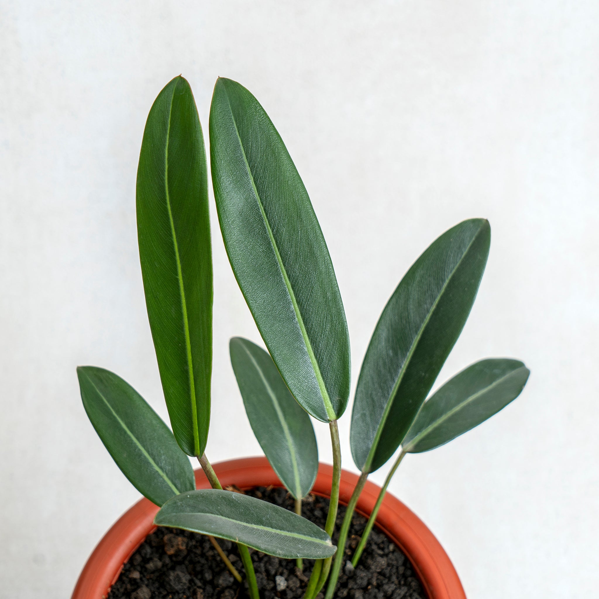 Philodendron Callosum — Aroidasia