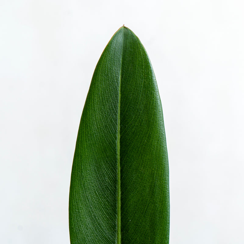 Philodendron Callosum