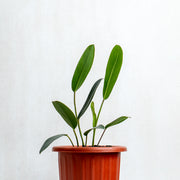 philodendron callosum for sale Philodendron Callosum — Aroidasia