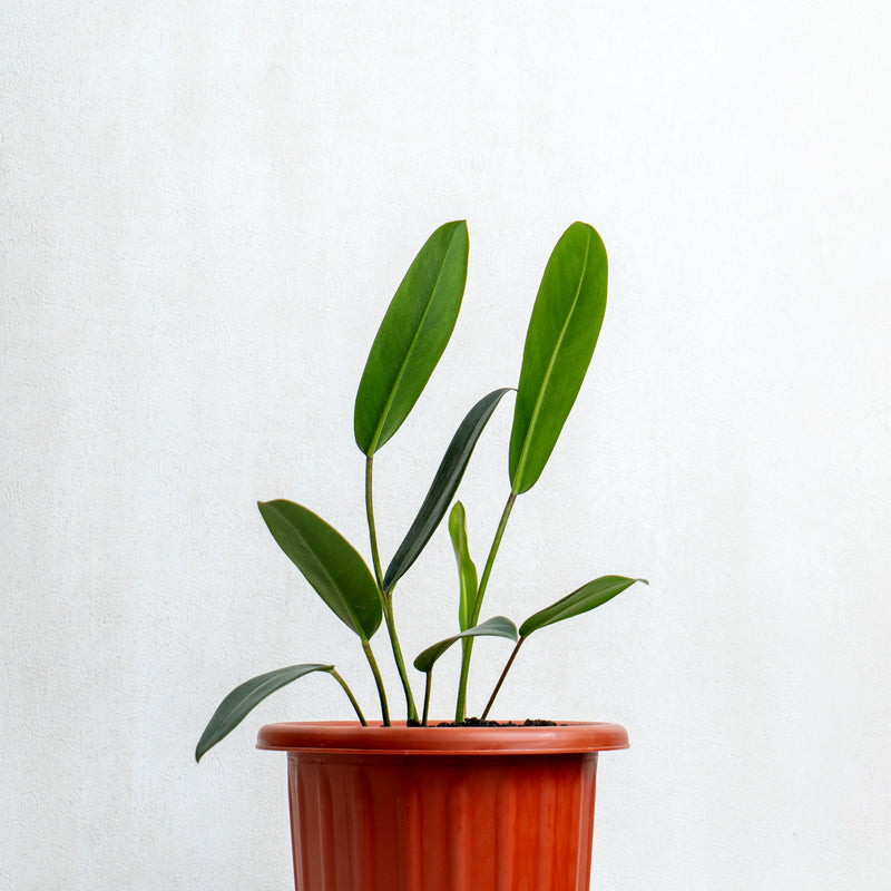 Philodendron Callosum